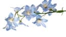 Delphinium